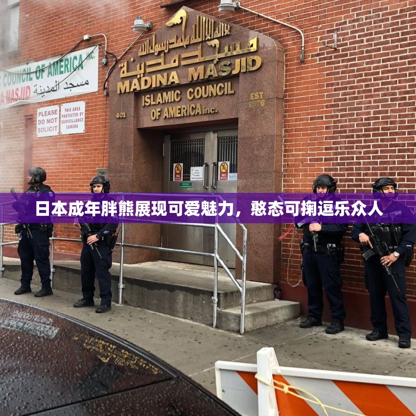日本成年胖熊展现可爱魅力，憨态可掬逗乐众人