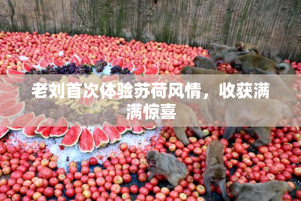 老刘首次体验苏荷风情，收获满满惊喜