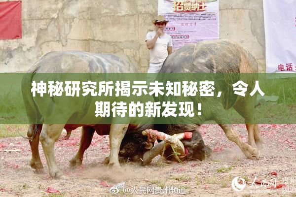 神秘研究所揭示未知秘密，令人期待的新发现！