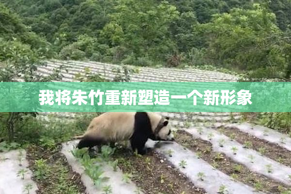 我将朱竹重新塑造一个新形象