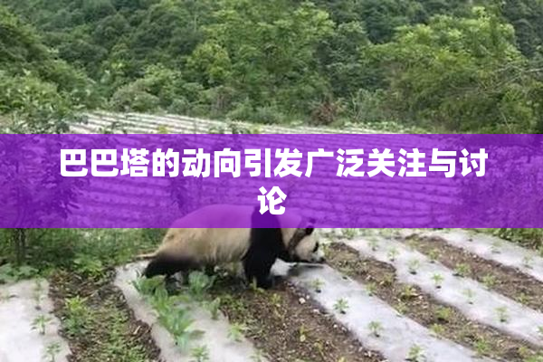 巴巴塔的动向引发广泛关注与讨论