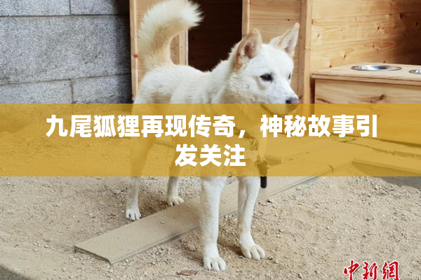 九尾狐狸再现传奇，神秘故事引发关注