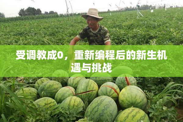 受调教成0，重新编程后的新生机遇与挑战