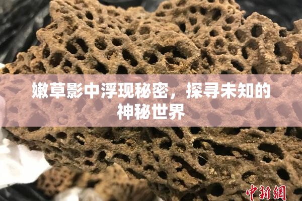 嫩草影中浮现秘密，探寻未知的神秘世界