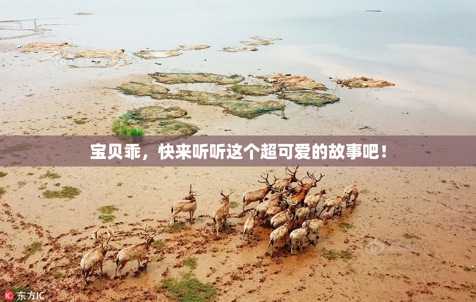 宝贝乖，快来听听这个超可爱的故事吧！