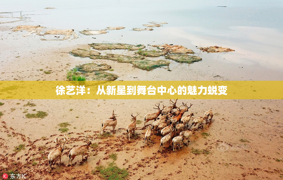 徐艺洋：从新星到舞台中心的魅力蜕变
