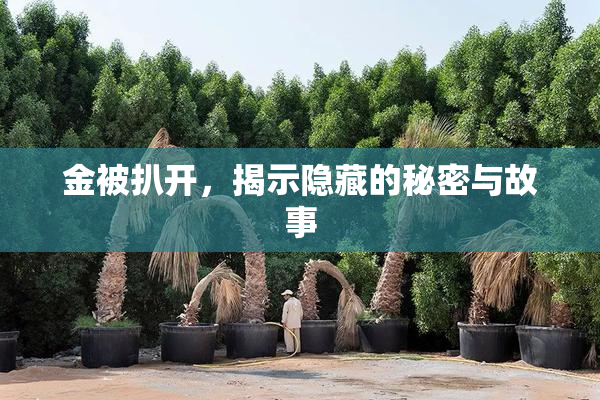 金被扒开，揭示隐藏的秘密与故事