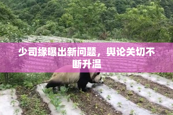 少司缘曝出新问题，舆论关切不断升温