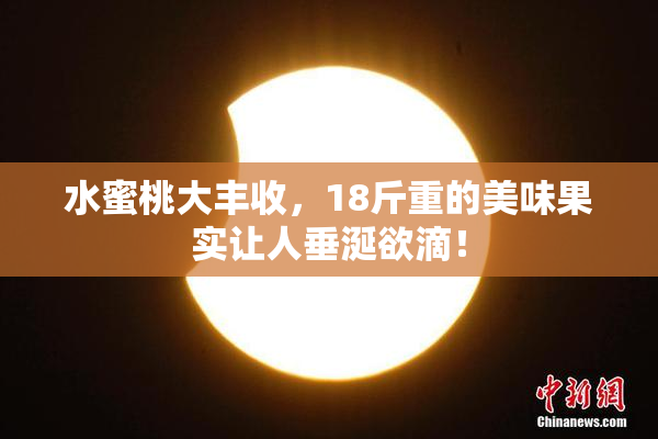水蜜桃大丰收，18斤重的美味果实让人垂涎欲滴！