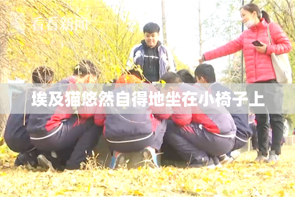 埃及猫悠然自得地坐在小椅子上
