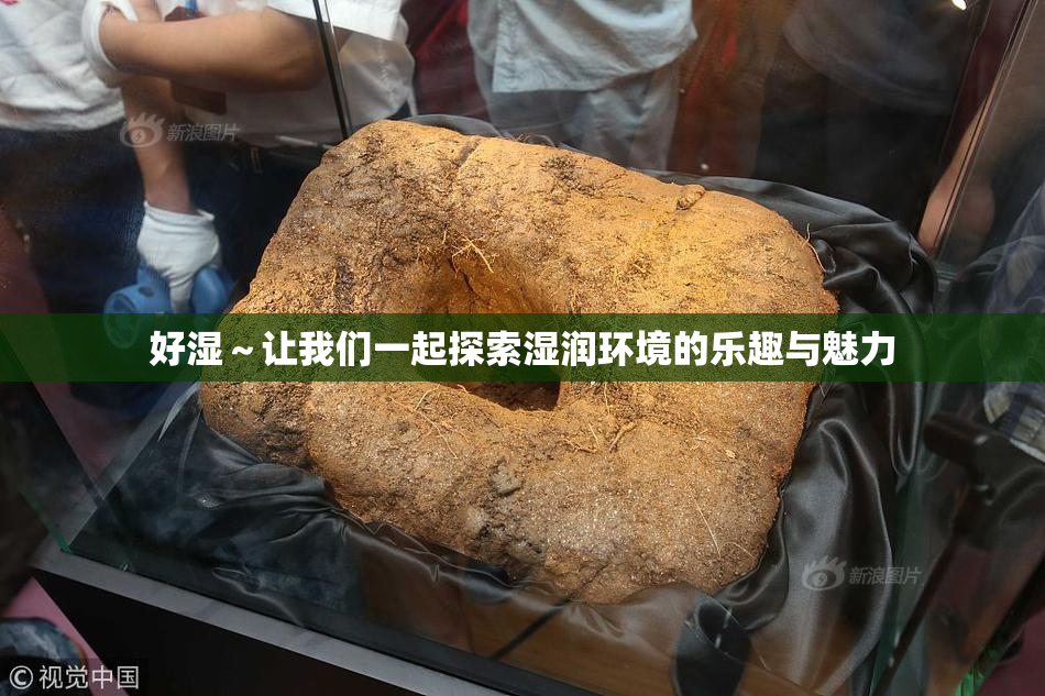 好湿～让我们一起探索湿润环境的乐趣与魅力