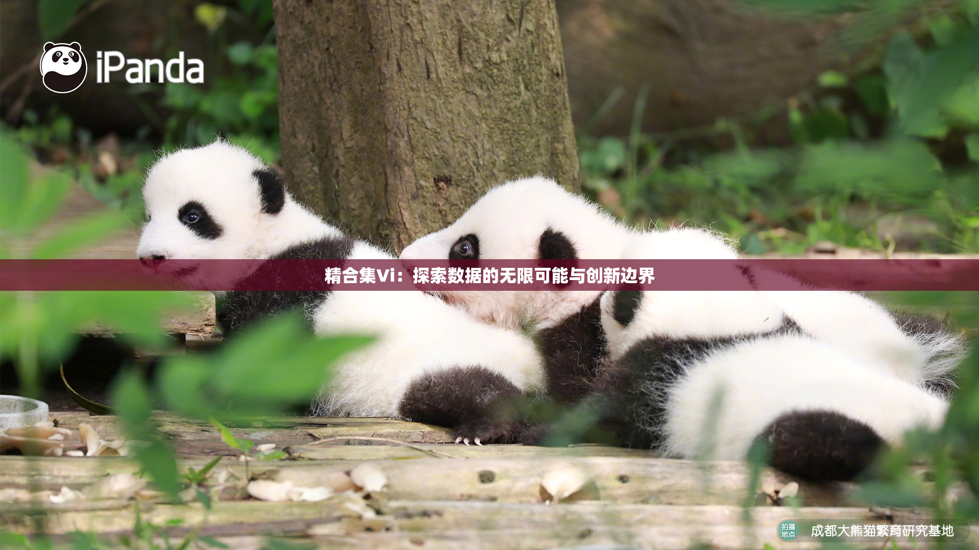 精合集Vi：探索数据的无限可能与创新边界