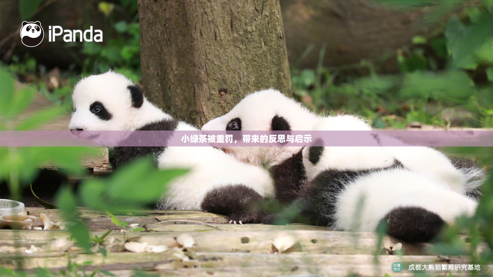 小绿茶被重罚，带来的反思与启示