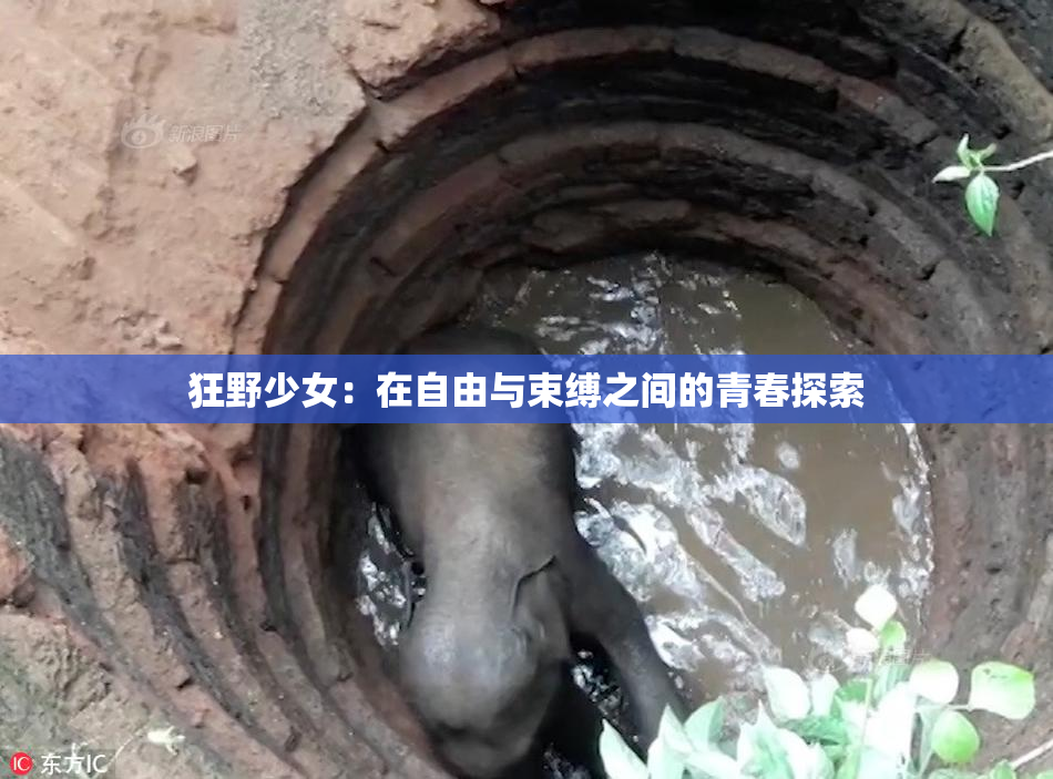 狂野少女：在自由与束缚之间的青春探索