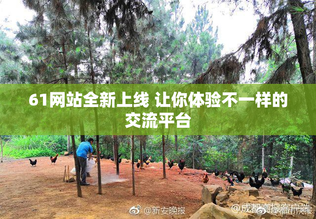 61网站全新上线 让你体验不一样的交流平台