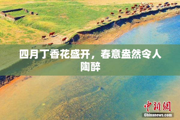 四月丁香花盛开，春意盎然令人陶醉