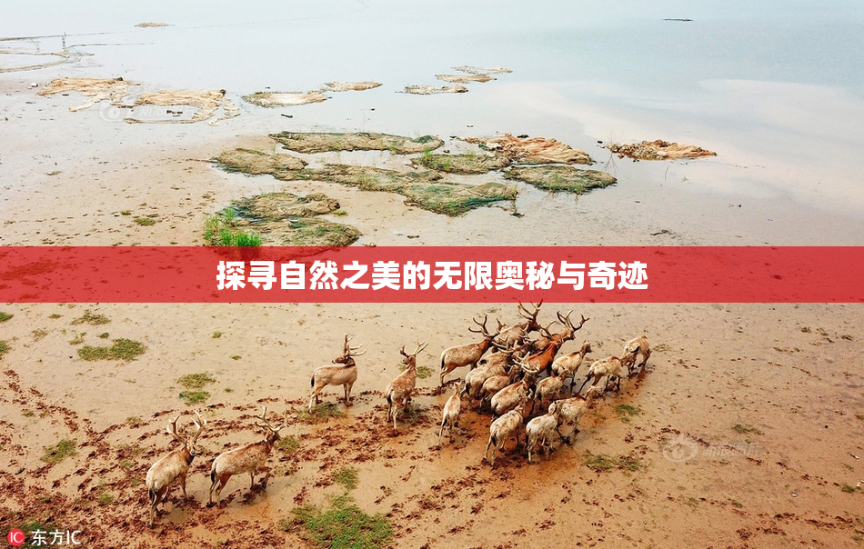 探寻自然之美的无限奥秘与奇迹