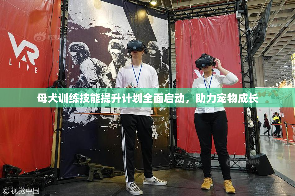 母犬训练技能提升计划全面启动，助力宠物成长