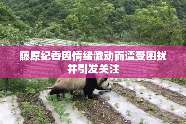 藤原纪香因情绪激动而遭受困扰并引发关注