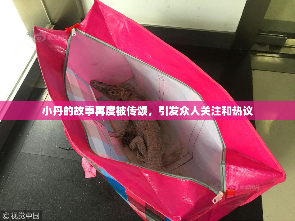 小丹的故事再度被传颂，引发众人关注和热议