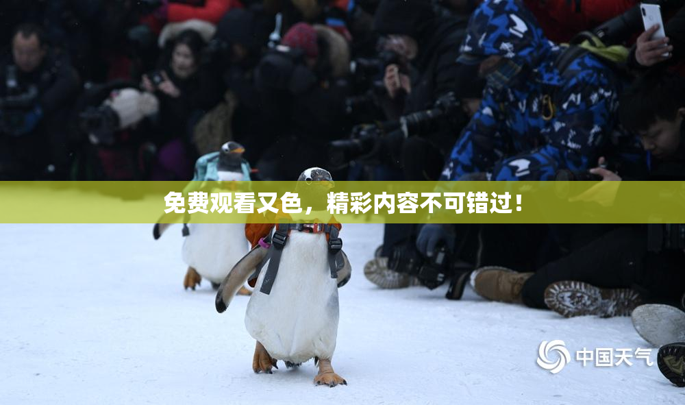 免费观看又色，精彩内容不可错过！