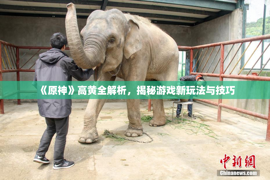 《原神》高黄全解析，揭秘游戏新玩法与技巧