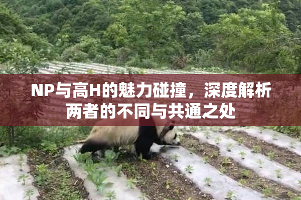 NP与高H的魅力碰撞，深度解析两者的不同与共通之处