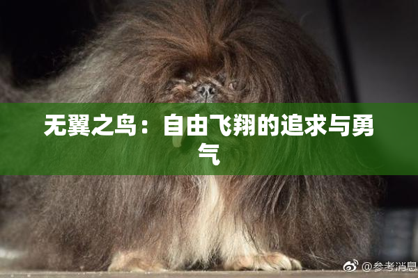 无翼之鸟：自由飞翔的追求与勇气