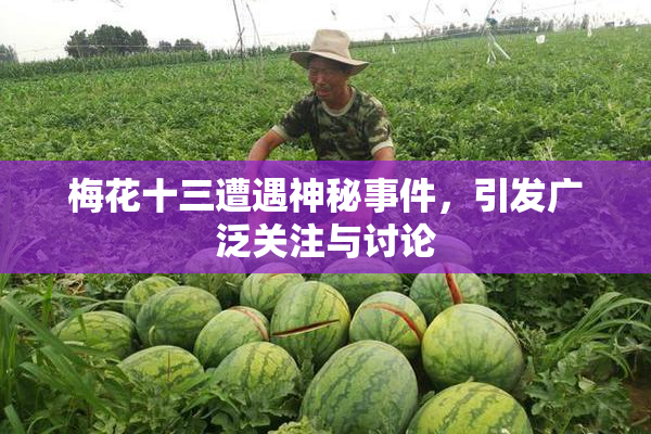 梅花十三遭遇神秘事件，引发广泛关注与讨论