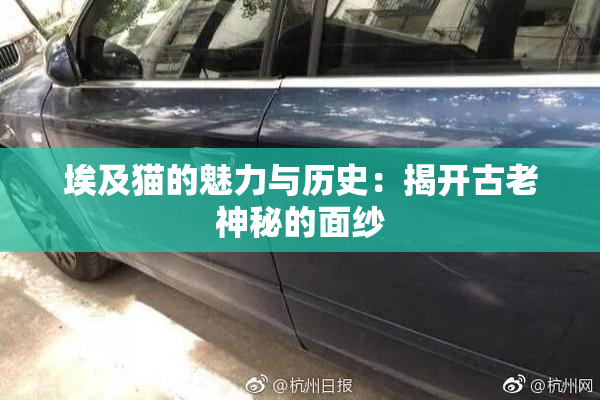 埃及猫的魅力与历史：揭开古老神秘的面纱