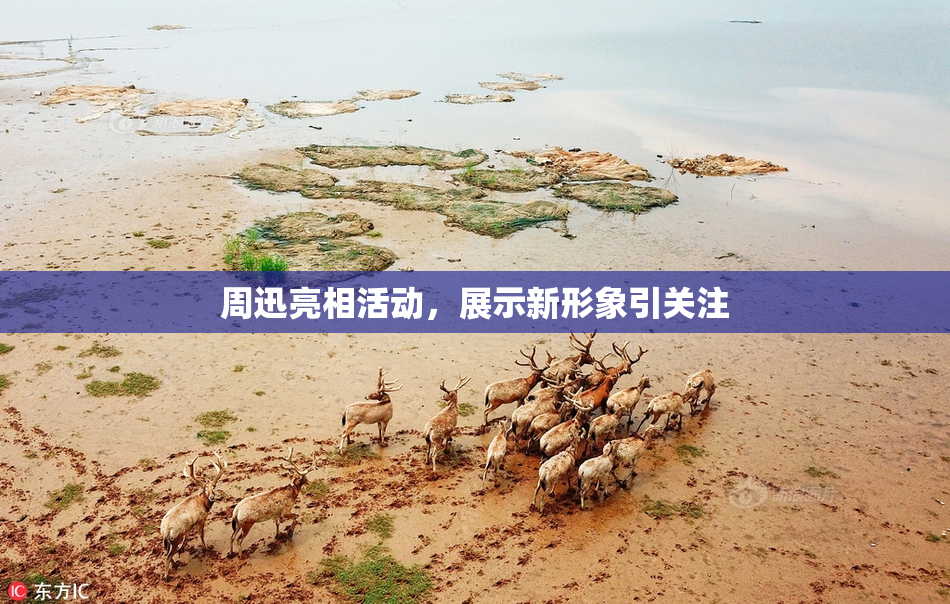 周迅亮相活动，展示新形象引关注