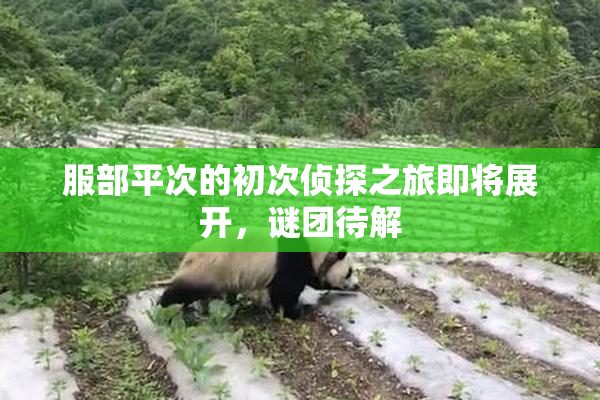 服部平次的初次侦探之旅即将展开，谜团待解