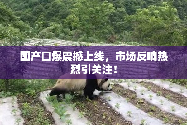 国产囗爆震撼上线，市场反响热烈引关注！