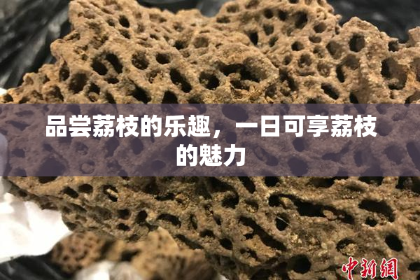 品尝荔枝的乐趣，一日可享荔枝的魅力