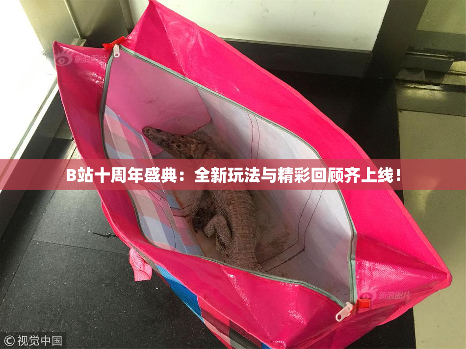 B站十周年盛典：全新玩法与精彩回顾齐上线！