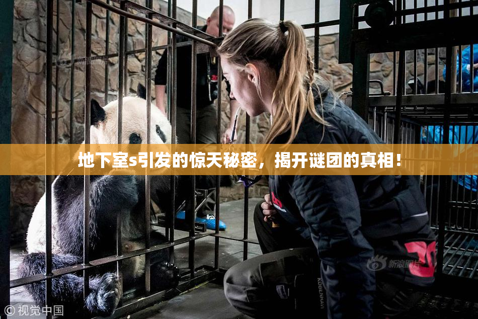 地下室s引发的惊天秘密，揭开谜团的真相！