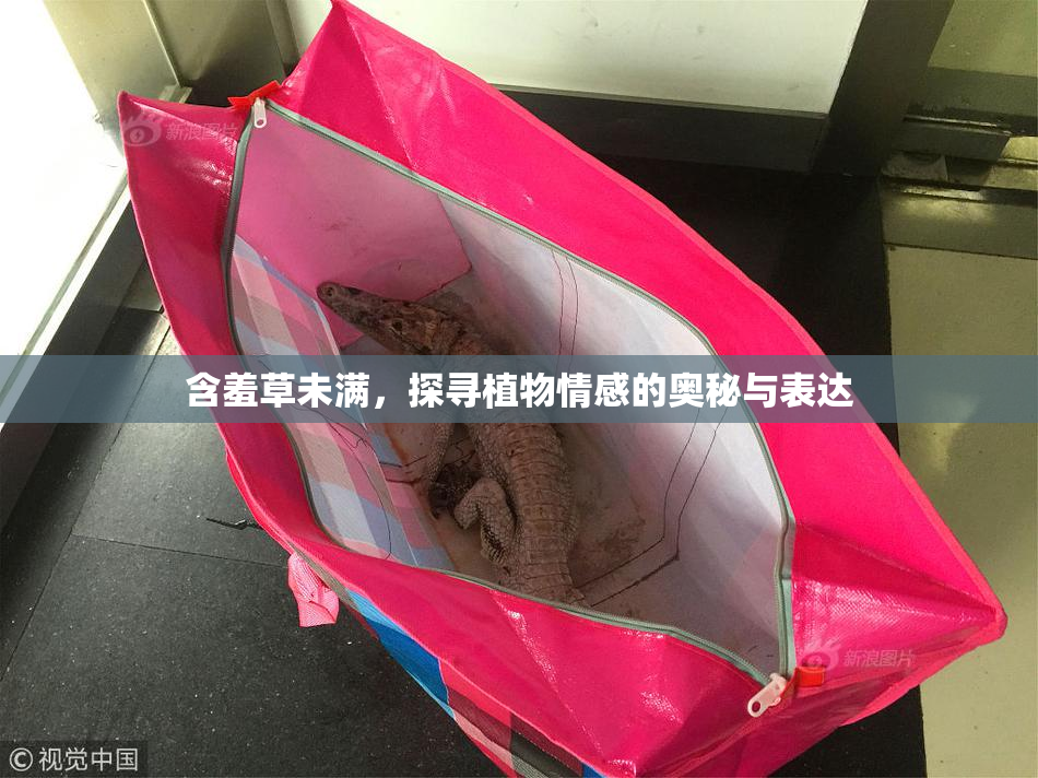 含羞草未满，探寻植物情感的奥秘与表达
