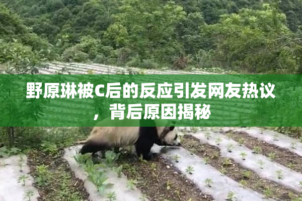 野原琳被C后的反应引发网友热议，背后原因揭秘