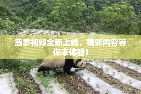 菠萝视频全新上线，精彩内容等你来体验！