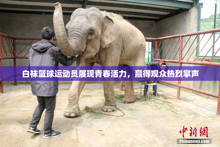 白袜篮球运动员展现青春活力，赢得观众热烈掌声