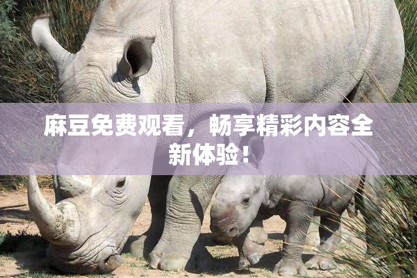 麻豆免费观看，畅享精彩内容全新体验！
