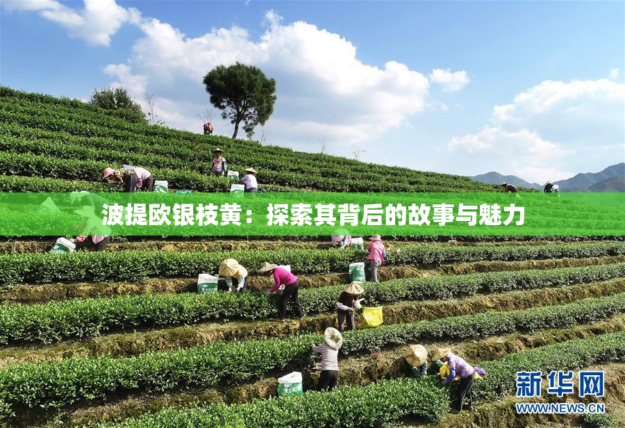 波提欧银枝黄：探索其背后的故事与魅力