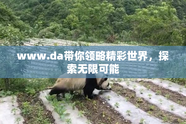 www.da带你领略精彩世界，探索无限可能
