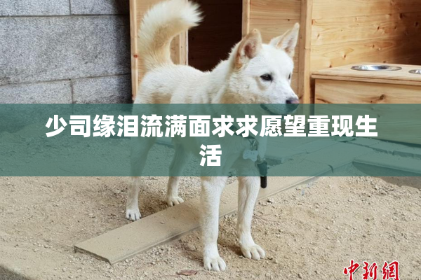 少司缘泪流满面求求愿望重现生活
