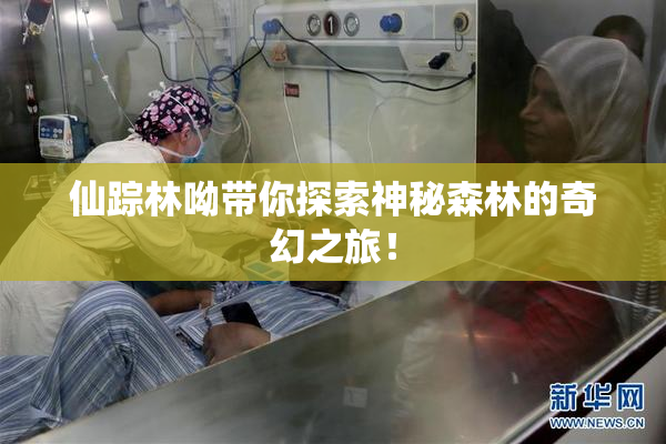 仙踪林呦带你探索神秘森林的奇幻之旅！