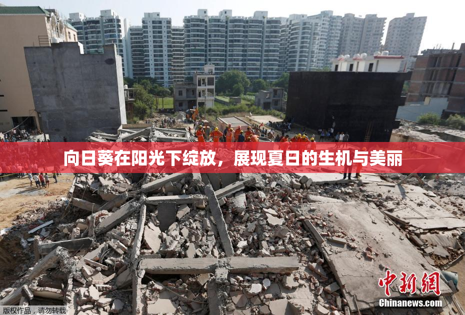 向日葵在阳光下绽放，展现夏日的生机与美丽