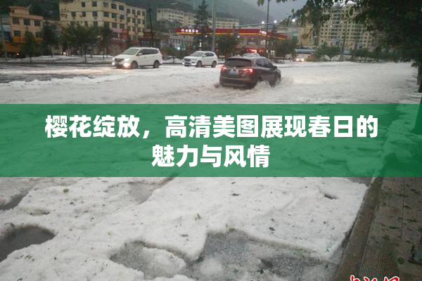 樱花绽放，高清美图展现春日的魅力与风情