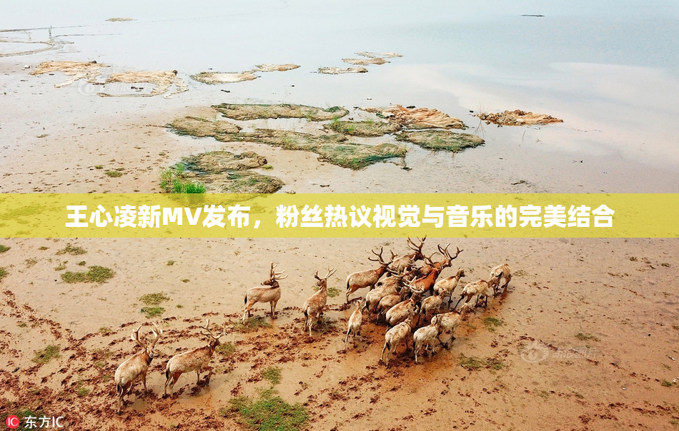 王心凌新MV发布，粉丝热议视觉与音乐的完美结合