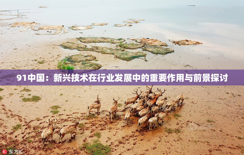 91中国：新兴技术在行业发展中的重要作用与前景探讨
