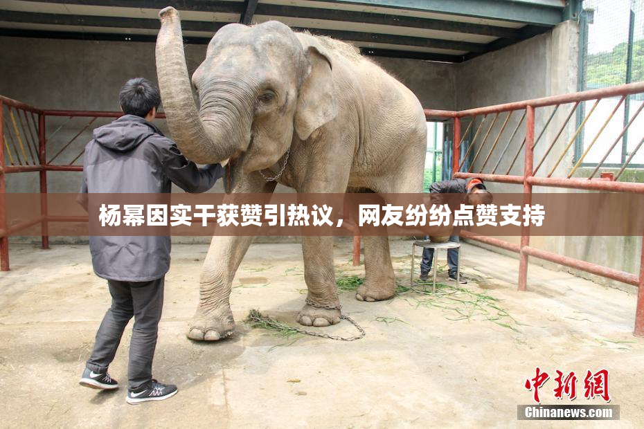 杨幂因实干获赞引热议，网友纷纷点赞支持
